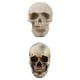 thumbnail image 1 of 2pcs Resina Cráneo Cabeza de Réplica Modelo de Accesorios de Exhibición Sunnimix Cabeza de calavera de resina, 1 of 8