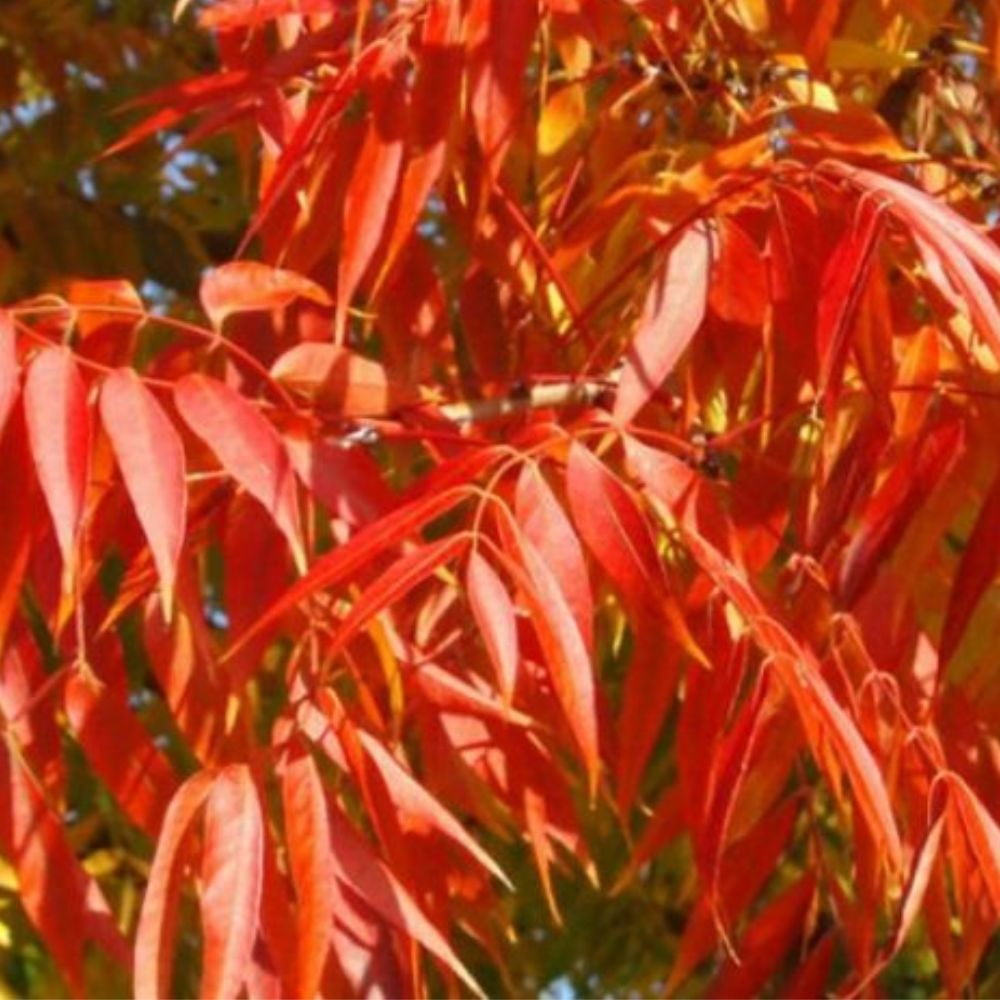 Expert Gardener 1- 1.5 ft tall Chinese Pistache Shade Tree in 1-Gallon Grower Pot