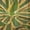 Striped Agave Succulents, variant on Elephant Stock Striped Agave Succulents Wall Art - Horizontal Multi Panel Canvas - Living Room Wall Decor - Floral And Botanical Multi Panel - Green And Yellow Decor - 80" x 36"