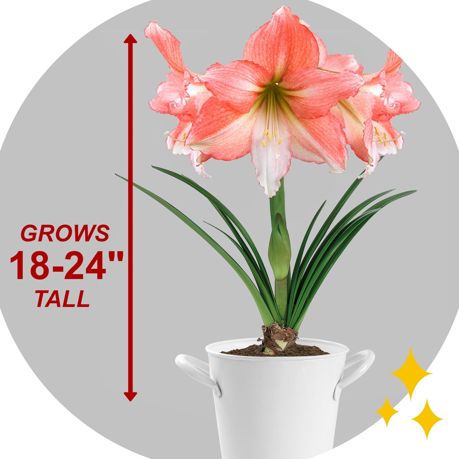 Garden State Bulb Tinkerbell Amaryllis Flower Bulb, 26/28cm (Bag of 6)