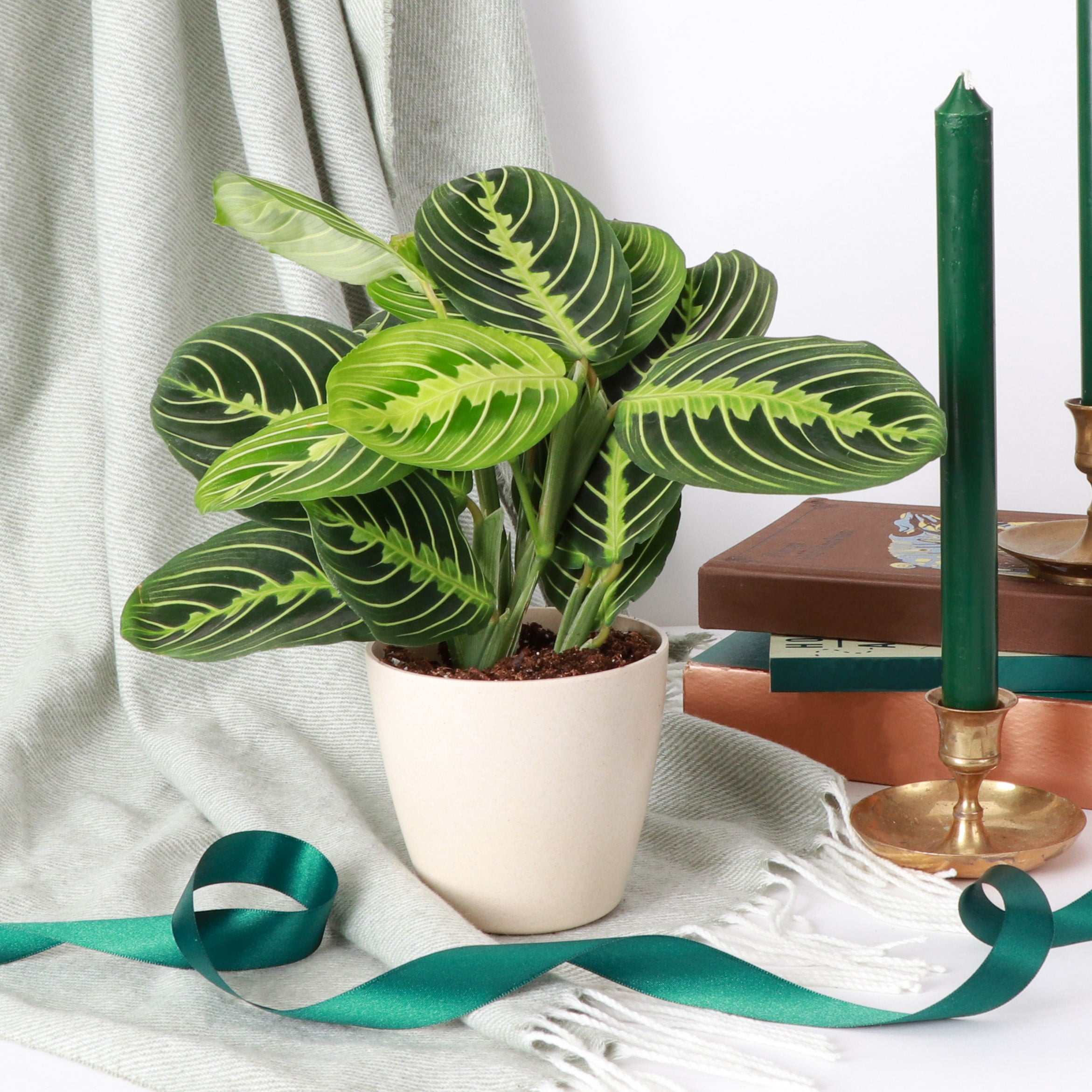 Live Lemon Lime Prayer Plant - 4" Eco Pot - Natural