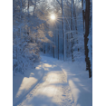thumbnail image 1 of Qisvanset Framed Canvas Wall Art, 12x16 Inch Snowy Forest Winter Nature Rustic Home Decor, 1 of 5