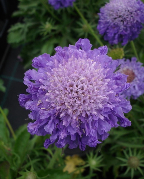 Blue Note Pincushion Flower Scabiosa Long Blooming Quart Pot