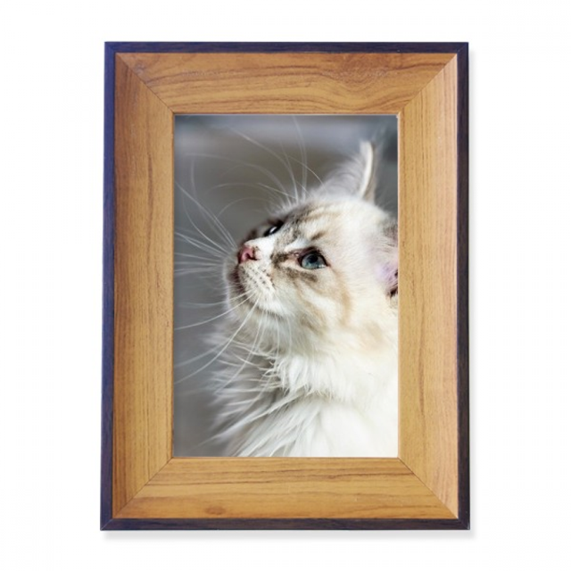 Blanc Chat Animal Profil Mignon Stare Photo Cadre Exposition Affichage Art Bureau Peinture