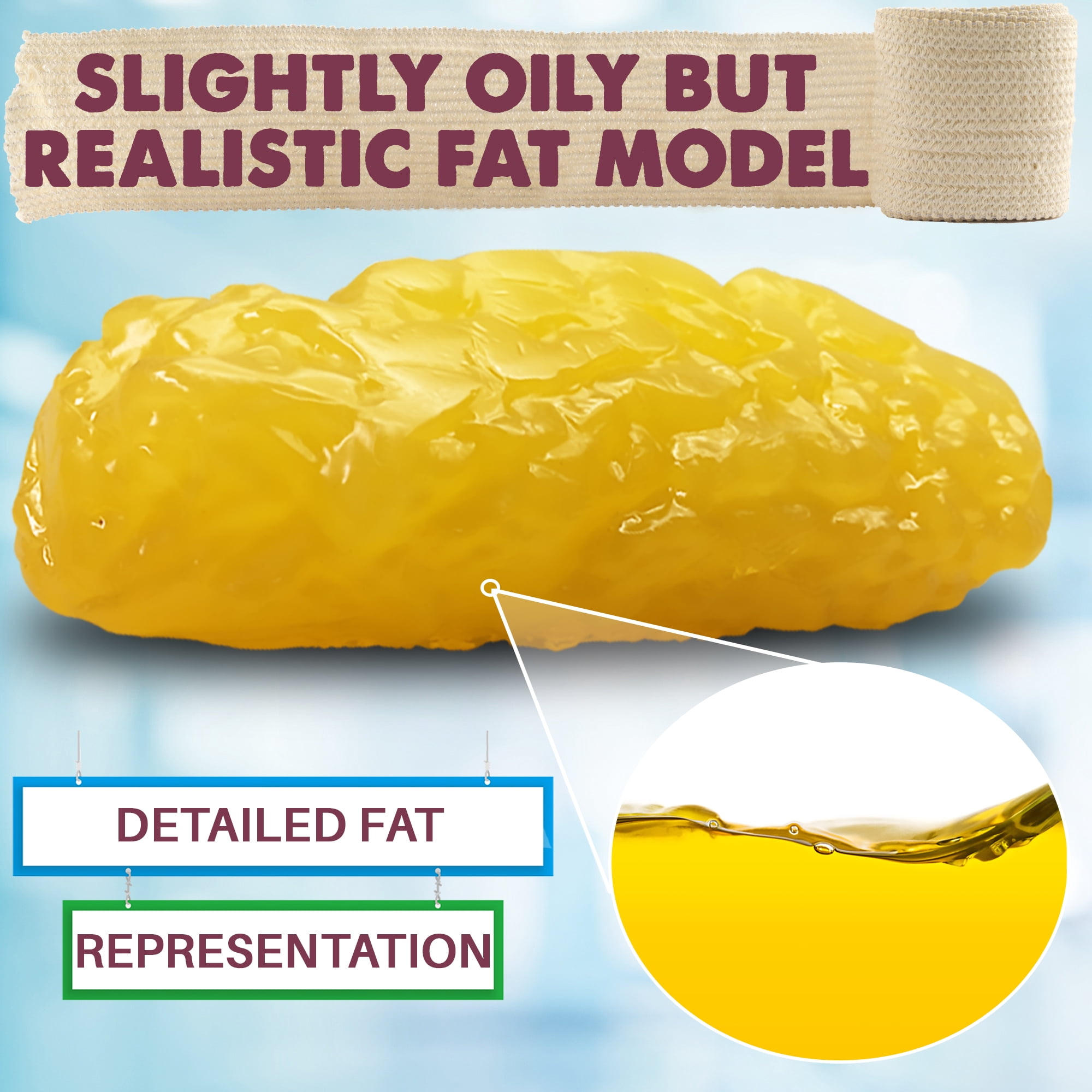 Fat Model Example Belly Fat Burner Mobestech 1Set Medical Fat Model For Nutrition ...