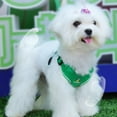 thumbnail image 3 of Small Dog Harness Vest with Leash Set, Sports Style No Pull Dog Vest with Leash, Adjustable Pet Harness for Small Dogs Puppy Cat Green XS, 3 of 6