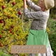 thumbnail image 5 of Bolsa de recolección para jardinería al aire libre | Delantal grande de lona lavable para cosecha | Cinturón ajustable para recolección de frutas y verduras | Bolsa multifunción para recolección y, 5 of 6