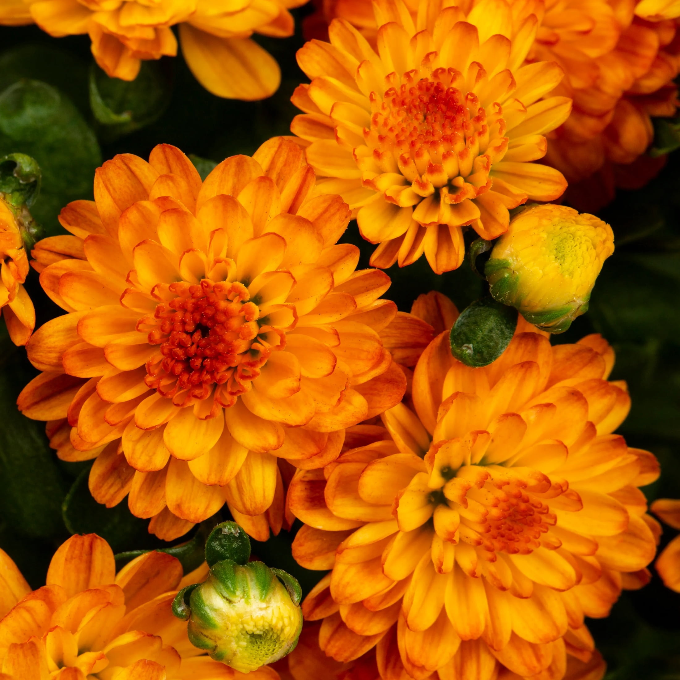 Expert Gardener 12" Orange Garden Mum Live Plant in Halloween Cauldron Planter