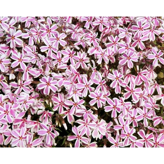 50 Candy Stripe Phlox Seeds