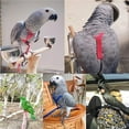 thumbnail image 4 of ✪ Parrot Bird Harness Leash Adjustable Anti-Bite Training Flying Traction Rope, 4 of 18