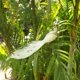 thumbnail image 5 of Brillo simulación pavo real modelo plumas artificiales pájaro hogar jardín decoración, 5 of 5