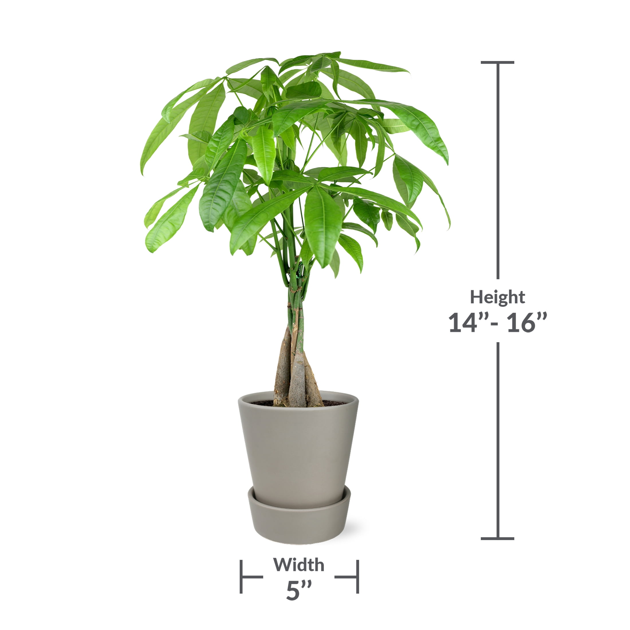 Just Add Ice 14-16" Money Tree Live Plant in 5" Grey Signature Ceramic Pot, House Plant