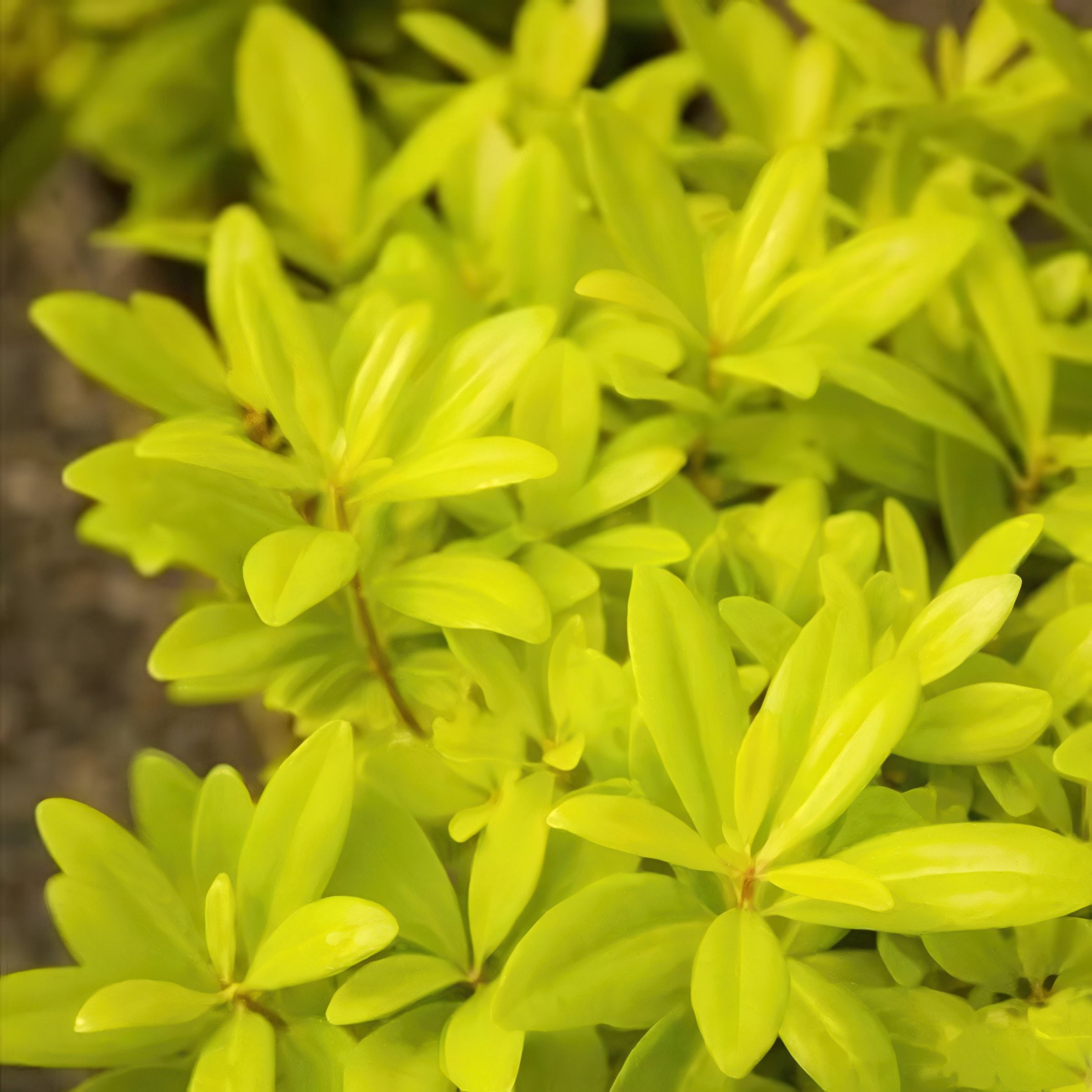 National Plant Network 3 gal. Illicium Florida Sunshine