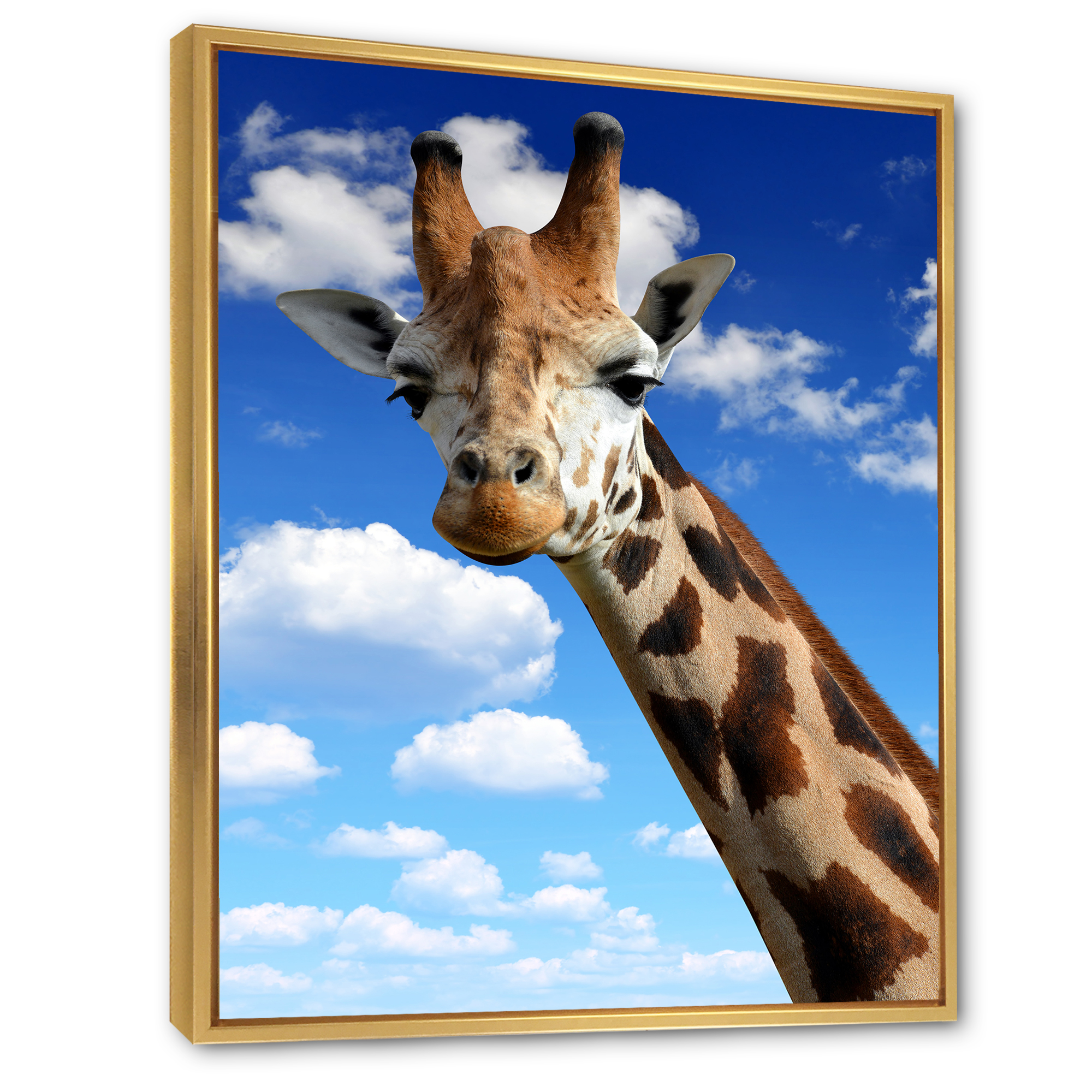 Designart 'A Giraffe On A Blue Sky Portrait' Farmhouse Framed Canvas Wall Art Print