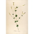 thumbnail image 3 of Telik, Tracey 13x18 Black Modern Framed Museum Art Print Titled - Vintage Botanical 178, 3 of 5