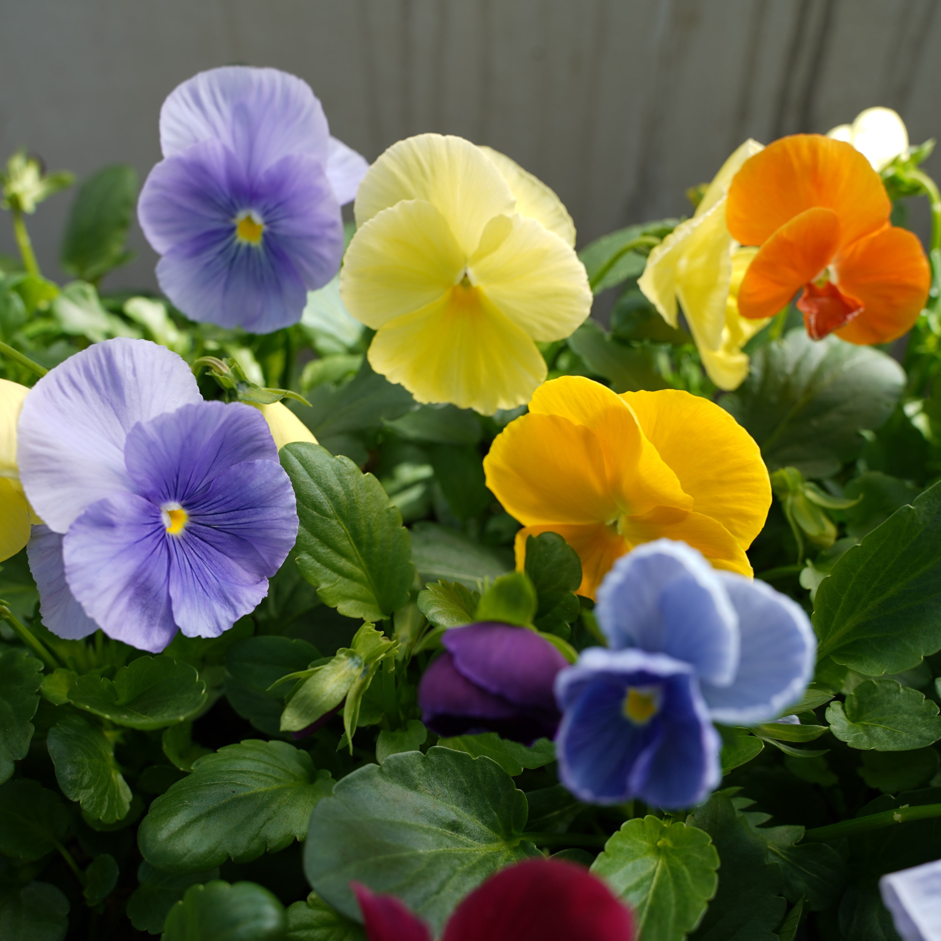 Expert Gardener Perennial Pansy Spring Live Plants Outdoor, 4 Count