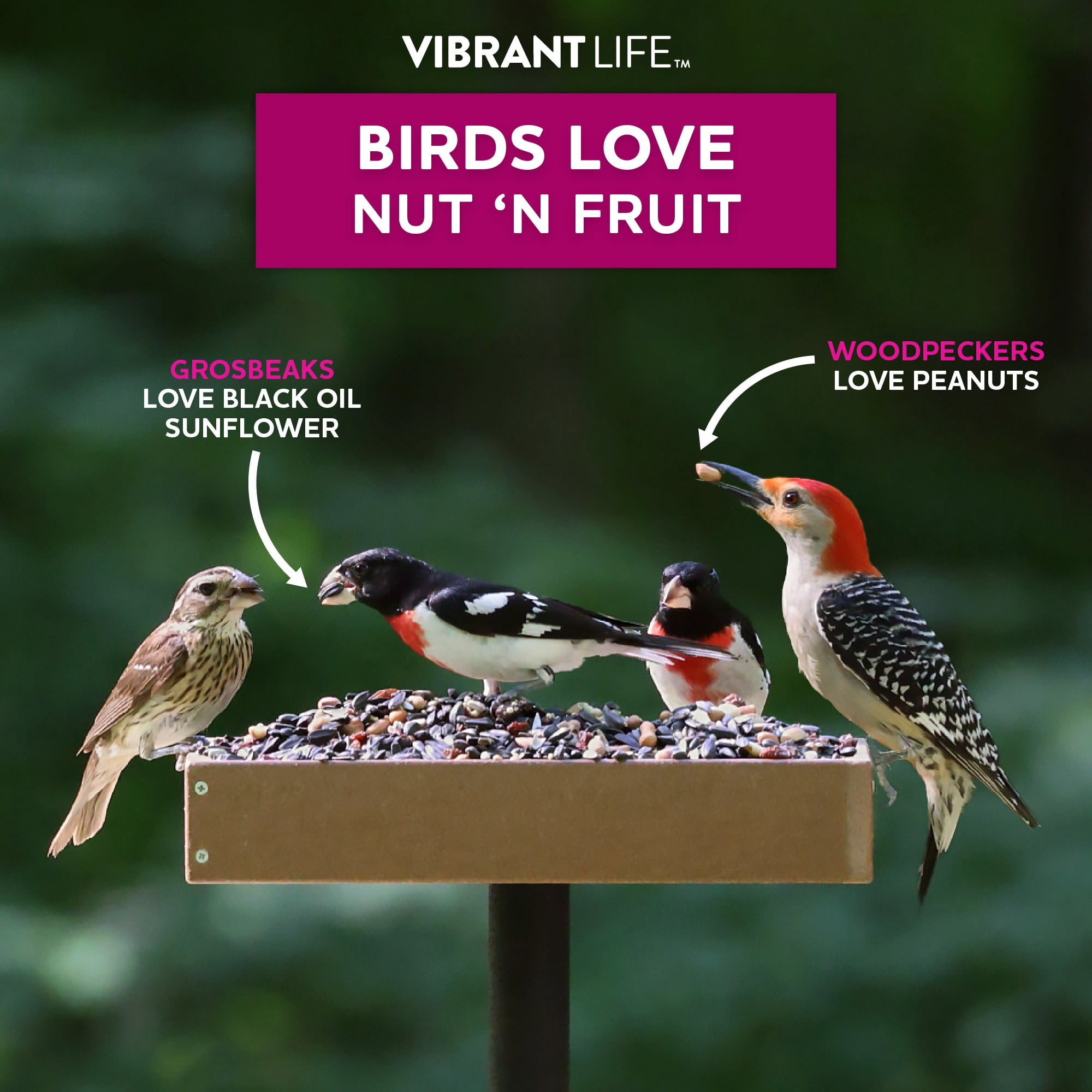 Vibrant Life Nut 'N Fruit Wild Bird Seed, 20 lb Bag