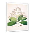 thumbnail image 2 of Designart 'Ancient London Plants III' Farmhouse Framed Art Print, 2 of 4