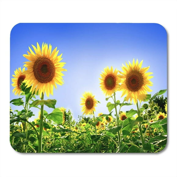 NUDECOR Colorful Oil Beautiful Sunflowers in The Field Bright Blue Mousepad Mouse Pad Mouse Mat 9x10 inch