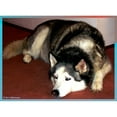 thumbnail image 2 of CafePress - Husky! Dog Photo! - Large Beach Towel, Soft 30"x60" Towel with Unique Design, 2 of 4