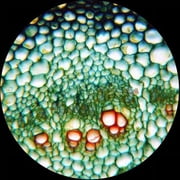 AmScope 40X-1000X Portable Student Compound LED Microscope - All-Metal + Optical Glass Lens + Blank Slides and Cover Slips