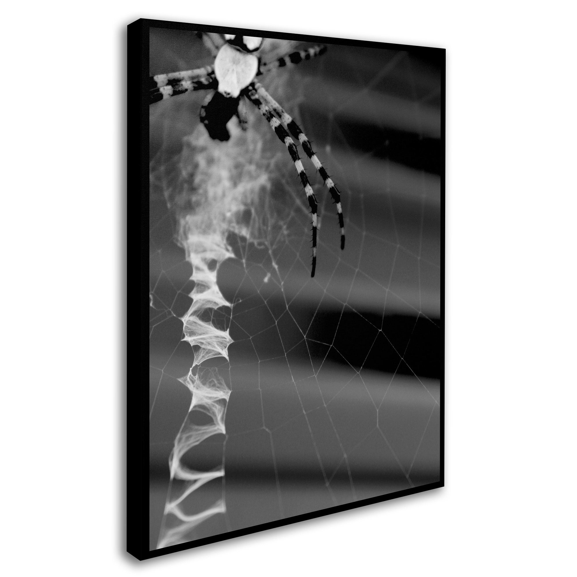 Trademark Fine Art "Black & White Spider & Web" Canvas Wall Art by Patty Tuggle