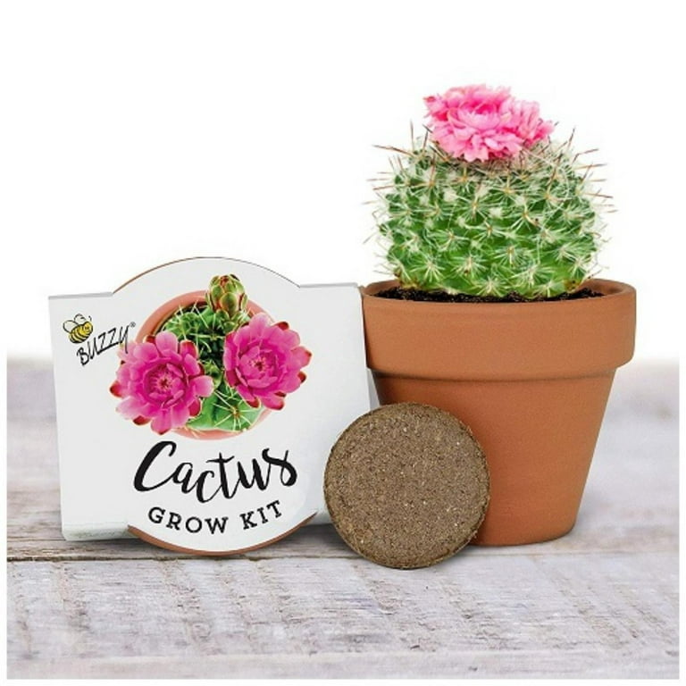 Floral Grow Pot Kit Indoor & Outdoor Seed Starter Grow Kit Daisy & Cactus  Set Includes Pots, Soil Disks & Instructions DIY Home Gardening Gifts