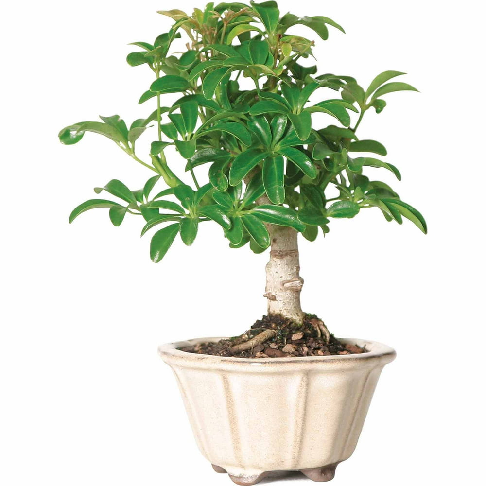Brussel's Hawaiian Umbrella Bonsai Medium (Indoor)