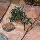 thumbnail image 4 of unbranded 1Ud Reptile Water Feeder De Material Resina Y Fácil De Limpiar Para Mascotas Reptiles, 4 of 6