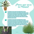 thumbnail image 3 of Melaza - 100% Natural 500 gramos, no sulfatada Fiore Jaz Natural, 3 of 3