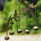 thumbnail image 4 of Happy Gardens Carillones de viento para pájaros con campanas – 5 campanas suspendidas con decoración de jardín de pájaros – Regalos al aire libre para el día de la madre y decoraciones de pa, 4 of 5