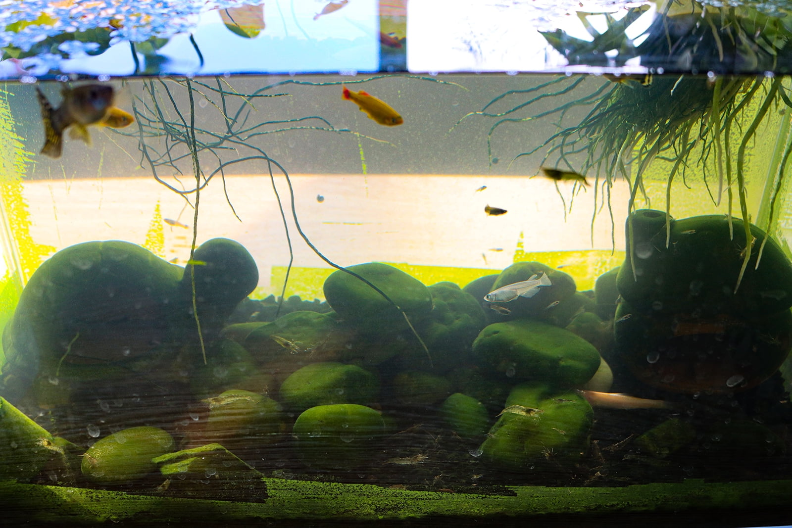 Glass Fish Tank Square Fish Tank for Fish Farming 23.6"*11.8"*13.8"