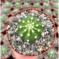 thumbnail image 2 of Easter Lily Cactus Plant Live for Planting - Echinopsis Oxygona Plant - 6 Inch Pot, 2 of 6