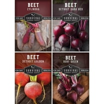 4 Beet Collection - Detroit Red Detroit Golden Cylindra Ruby Queen Beets - Non-GMO Heirloom Full Sun Biennial