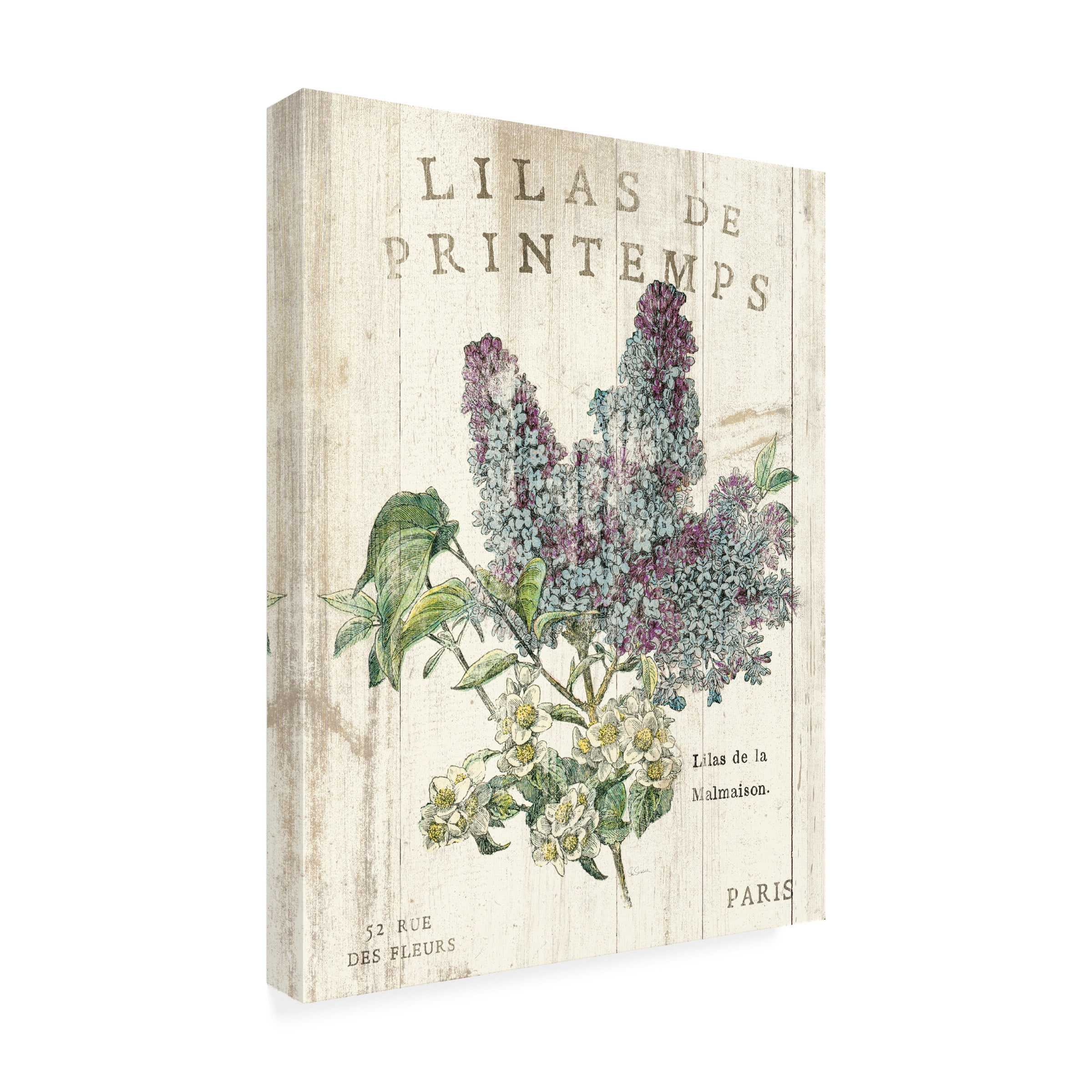 Trademark Fine Art 'Lilas de Printemps' Canvas Art by Sue Schlabach