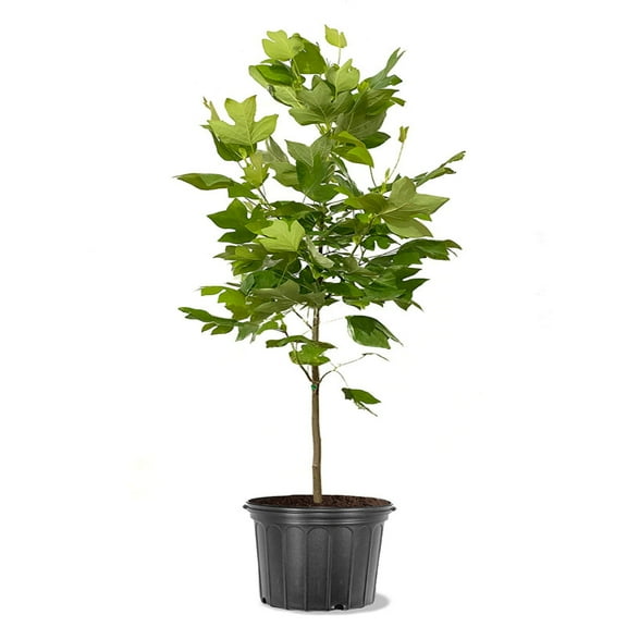 Expert Gardener 2-3 ft. tall Tulip Poplar Live Tree in 5-Gallon Grower Pot