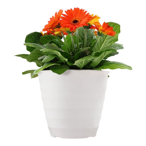 Expert Gardener 14" Orange Gerbera Daisy Live Plants in 7" Decorative Pot Full Sun