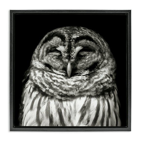 Stupell Industries Sleeping Owl Portrait Animals & Insects Photography Black Floater Framed Canvas Art Print Wall Art, 18 x 18