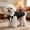 Dark Gray, variant on Velvet Dog Tuxedo with Detachable Bowtie, Formal Wear Suit for Small Dogs Wedding Prom Events,XS,Red