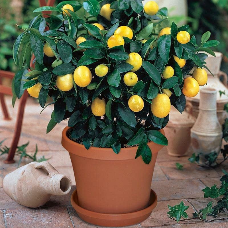 ⭐ Gardenera Labs's Citron Tree Soil Mix - The Perfect Blend of Quick-Draining Formula, Essential Nutrients for Healthy, Productive Citrus Medica Trees - [10 Quart Bag]