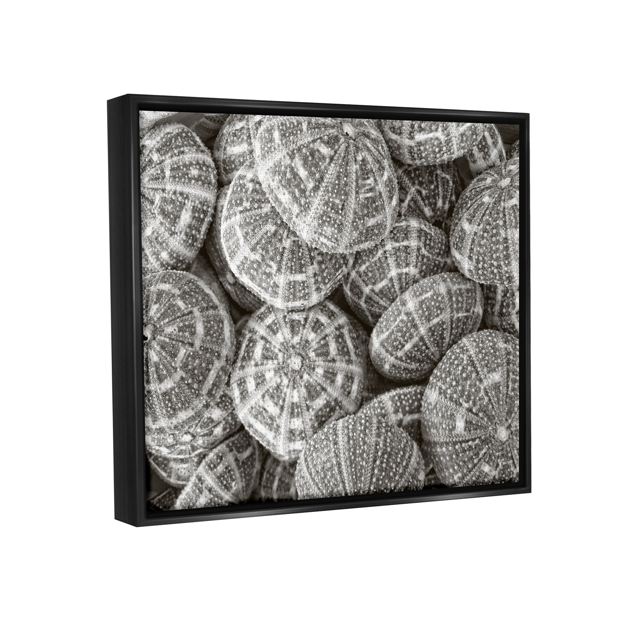 Stupell Industries Pewter Sea Urchins Photography Animals & Insects Photography Black Floater Framed Art Print Wall Art, 31 x 25