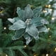 thumbnail image 4 of Árbol de Navidad Decoraciones Paño Simulación Flores 28 cm Rojo Rosa Blanco Azul Verde, Decoraciones de Navidad para el Regalo de Fiesta de Boda Del Hogar, 4 of 7