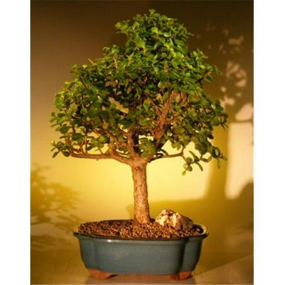Bonsai Boy a1038 Baby Jade Bonsai Tree - Portulacaria Afra - Extra Large