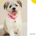 thumbnail image 3 of Collar para mascota Ajustable Poli Pets perro Gato Raza Pequeña rosa 6.49 pulg, 3 of 6