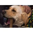 thumbnail image 3 of Femur Shaped Dog Bone Dental Teeth and Gum Health Flavored Chew Toy 5 or 10 Pack (Medium 6.5" - 10 Bones Peanut Butter), 3 of 6