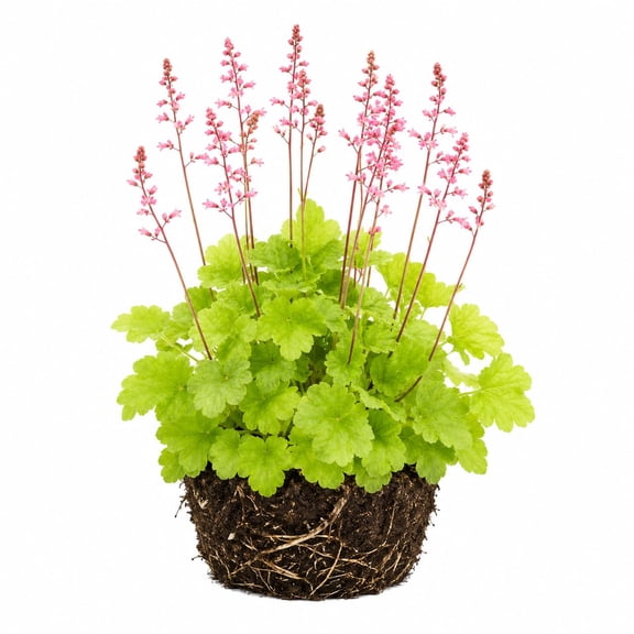 Heuchera Starter Plant, Random Variety, 4-8 In, Partial Shade to Full Sun