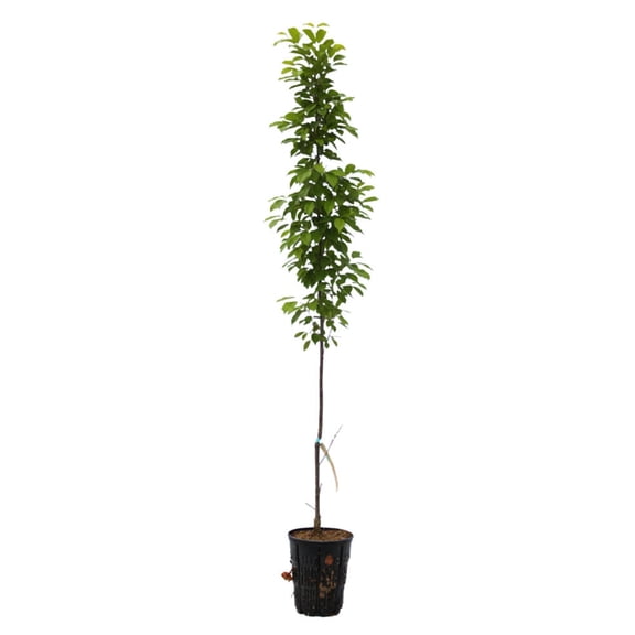 Expert Gardener 2-3' Hornbeam Skylark® in 1 gal. Grower Pot