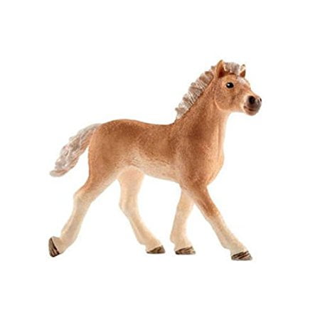 Haflinger Foal