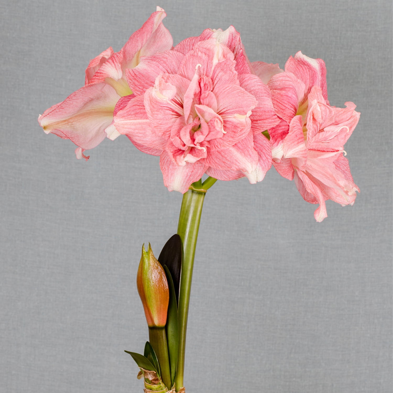 Van Zyverden Premium Fast Track Amaryllis™ Double Time™ Set of 1 Bulb Pink Partial Sun Perennial Flowering 2 lbs