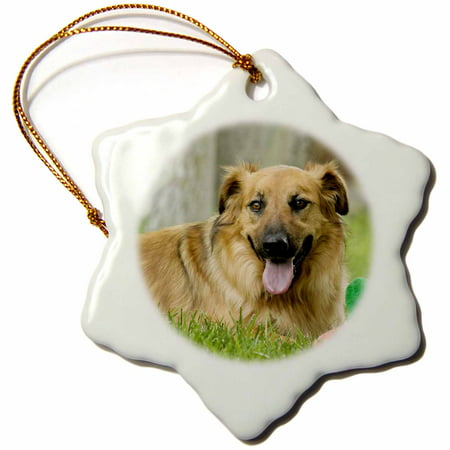3dRose Breed rescue dog, Santa Fe, New Mexico - US32 JMR0445 - Julien McRoberts - Snowflake Ornament,